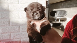 인천 서구 향동로5 해병대에서 어린 강아지 4마리 구조