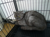 경기 남양주 금곡동에서 이동장에 넣어 버린 고양이 구조