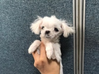 경기 안산 신길119안전센터에서 1개월령 말티즈 구조