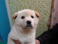 충남 아산 아산호로 주택 마당에서 베이지색 강아지 구조