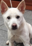 전북 전주 효자동 휴먼시아6단지에서 백구 구조