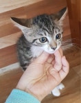 전북 전주 전북대 부곡마트 근처에서 고등어태비 고양이 구조