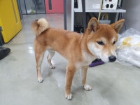 대구 중구 동덕로8길에서 시바 구조