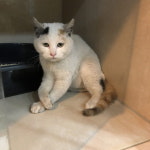 경기 부천 타이어프로 상동점에서한국 고양이 구조