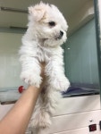인천 동구 서림초등학교 인근에서 말티즈 구조