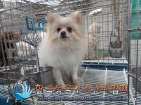 서울 강북구 삼양동파출소 인근에서 포메라니안 구조