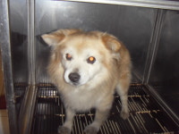 전북 전주 역전파출소에서 담황색 강아지 구조