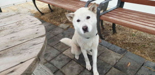 강원 강릉 포남동 원예농협 앞에서 백구 구조