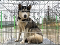 경기 여주 연라동에서 시베리안 허스키 구조