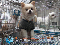 서울 동대문구 용신지구대 인근에서 포메라니안 구조