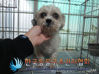 서울 은평구 응암동 와신교 인근에서 흰갈색 강아지 구조