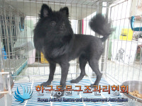 서울 서대문구 홍은동에서 포메라니안 구조