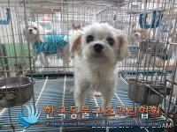 서울 강남구 도곡1동 버스정류장에서 말티즈 구조