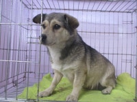 부산 사하 두송로에서 어미개와 새끼 6마리 구조