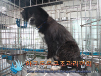 경기 포천 일동면 영일로에서 검흰 강아지 구조