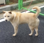 경기 용인 처인구 모현읍 일산리에서 황구 구조