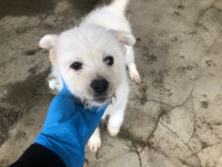 경기 시흥 배곧3로에서 하얀 강아지 구조