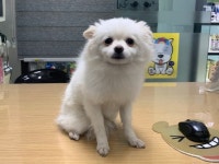 경기 부천 신흥로에서 포메라니안 구조