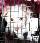 전남 목포 연산고가 부근에서 아이보리색 강아지 구조