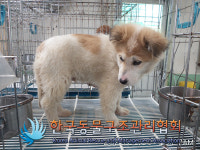 경기 김포 통진읍 고척로에서 갈흰색 강아지 구조