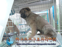 경기 김포 장기동 한강센트럴자이에서 갈검색 강아지 구조