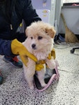 충북 단양 단성면에서 길거리 배회 갈색 강아지 구조