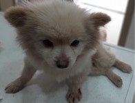 대구 달성 논공읍 정육점에서 포메라니안 구조