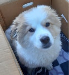 대구 달성 논공공단파출소에서 리트리버? 구조