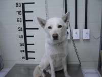 경기 가평 청평 씽크독스쿨 앞에서 백구 구조