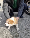 충남 예산 봉산면 대지한곡길에서 갈흰 강아지 구조
