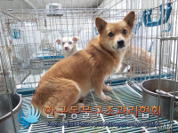 서울 강서구 등촌로에서 갈색 강아지 구조