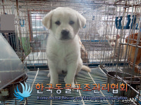 서울 서대문구 북가좌동에서 흰색 강아지 구조