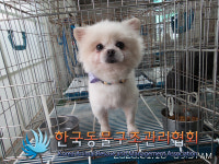 서울 광진구 중곡동사무수 인근에서 포메라니안 구조