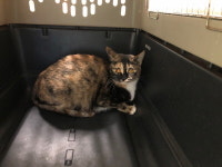 부산 동래 봉생병원 부근에서 삼색 고양이 구조