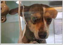 대전 중구 사정동 한스양돈연구소 주변에서 흑황색 강아지 구조