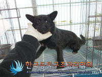 경기 연천 연천읍 아이파크아파트 인근에서 까만 강아지 구조