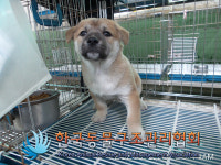 경기 연천 연천읍 로하스아파트 주차장에서 믹스 꼬물이 4마리 구조