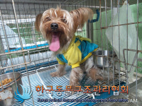 경기 의정부 신곡동 국민마트 앞에서 요크셔 테리어 구조