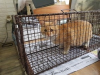 인천 중구 신흥동 누리타워아파트에서 치즈태비 고양이 구조