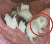 경남 고성 고성읍 신월로에서 꼬물이 5마리 구조