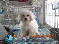 서울 강서구 우장산공원운동장 인근에서 비숑 프리제 구조