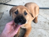 경기 시흥 하우로에서 갈흑색 강아지 구조