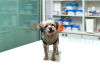 경기 이천 증일동 현대홈타운 부근에서 요크셔 테리어 믹스 구조