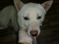 경기 오산 부원로87번길102에서 백구 구조