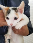 경기 평택 청북산단로에서 삼색 고양이 구조