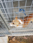 경북 예천 예천군청 주차장에서 웰시 코기 구조
