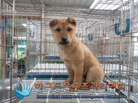 서울 성동구 금호동 대현산 아래 찻길에서 갈색 강아지 구조