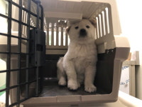 부산 해운대 반석파출소에서 흰색 강아지 구조