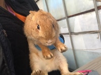 경기 안산 원선1로에서 갈색 토끼 구조