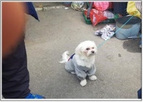 대전 중구 선화동 선화사거리에서 말티즈 구조